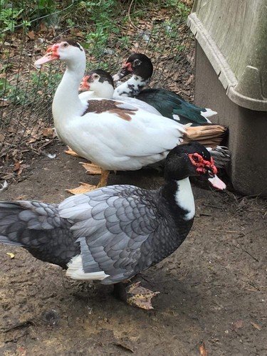 Duck